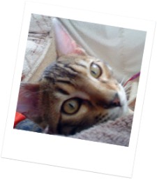 Bengal kittens for sale
